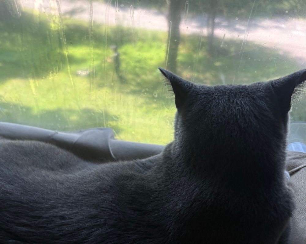 Silhouette of gray tux Waffle looking out from his window hammock at Dahd mowing the lawn
