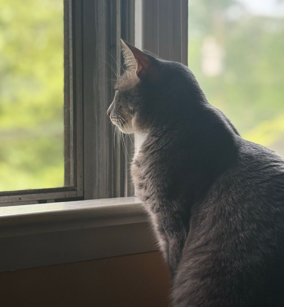 Tabby Pancake looking pensive in portrait mode, gazing out of a screened window.  
