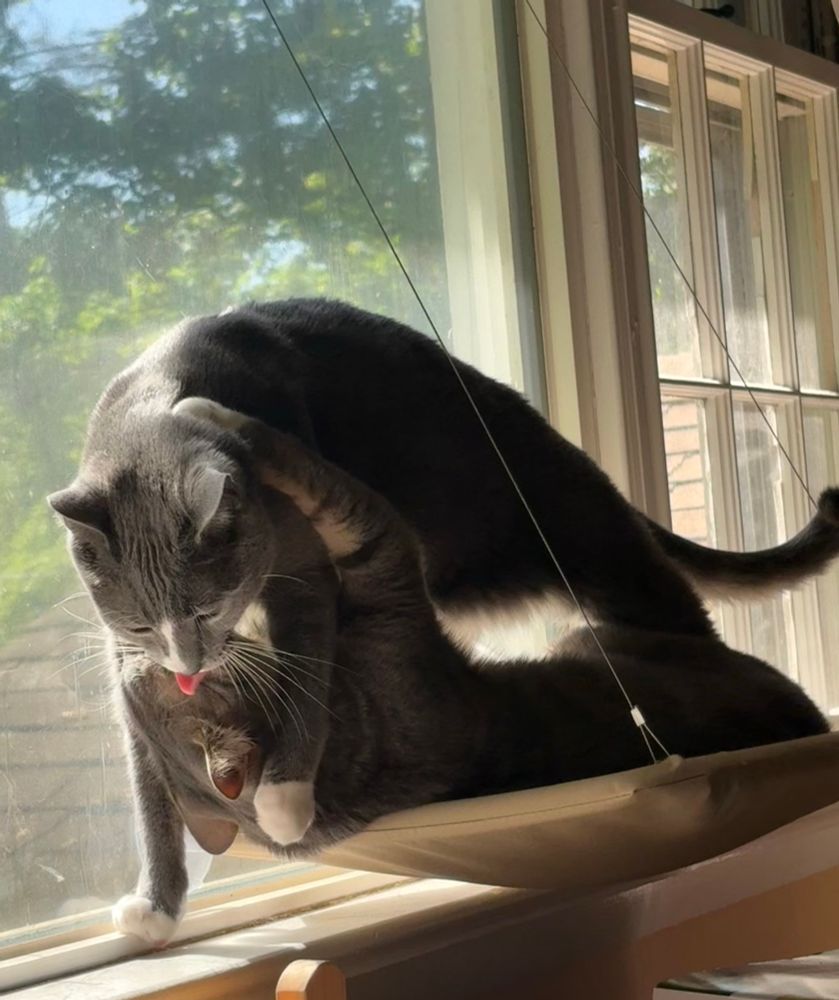 Gray tux Waffle stands over and licks his upside-down tabby brother Pancake. He loves him but he also wants him to leave the window hammock they’re on. 