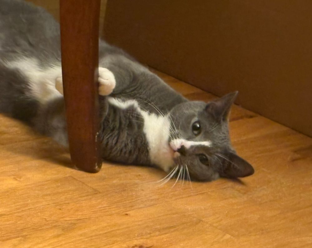 Gray tux Waffle lies contentedly under a dining room chair, looking angelic. 