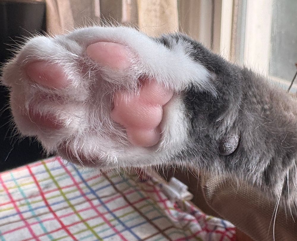 A close up of gray tux Waffle’s pink toe beans 
