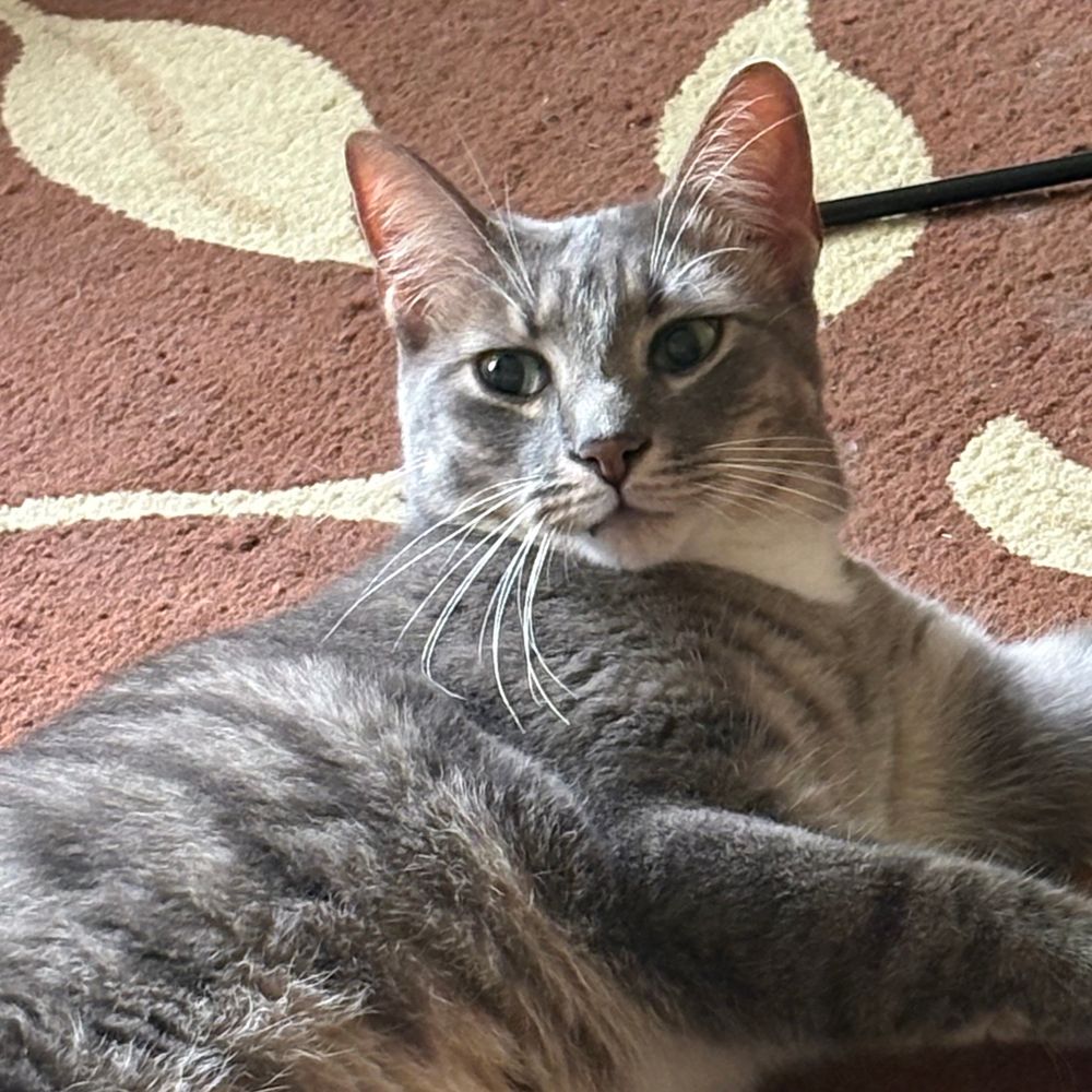 Tabby Pancake serves the Gen Z gaze, looking off at nothing but giving cute.