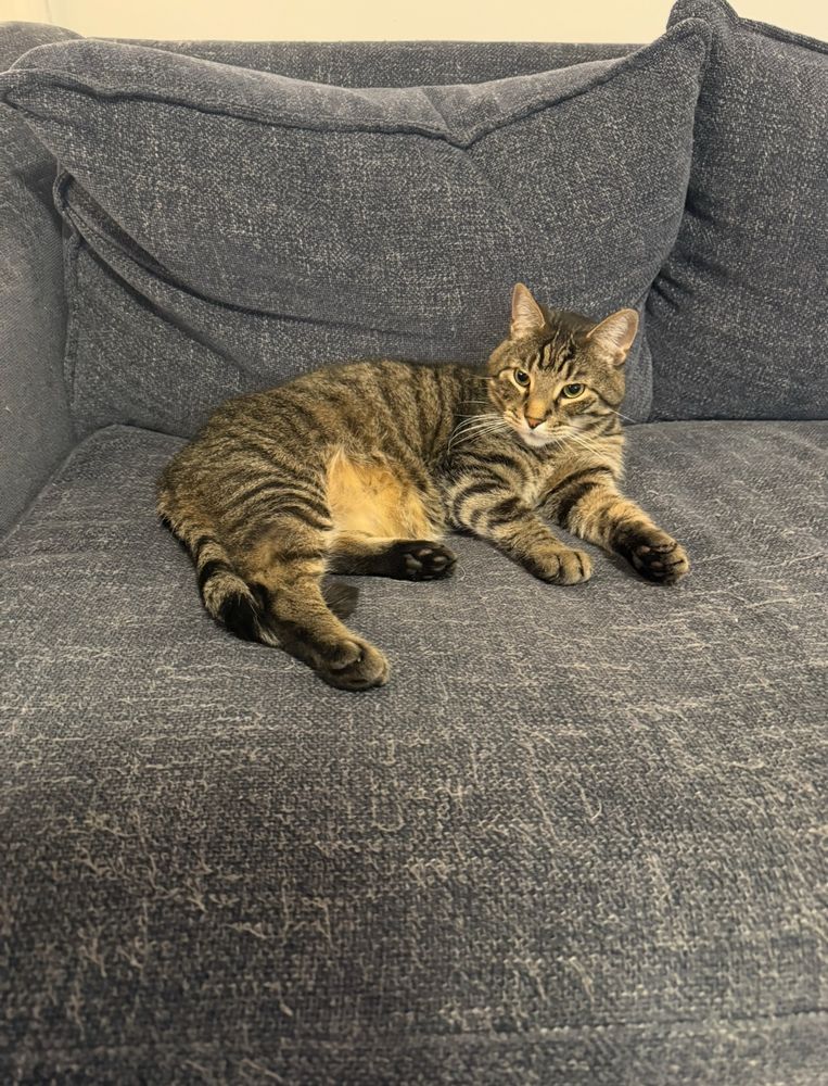My cat tiger chilling on the couch