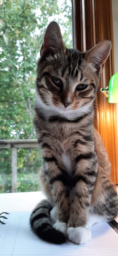 Sleepy cat standing on a notebook on a desk by the window. 