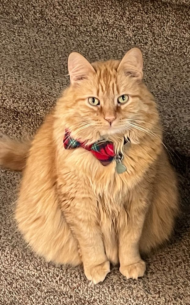 Pear shaped orange cat wearing a red plaid bow. 