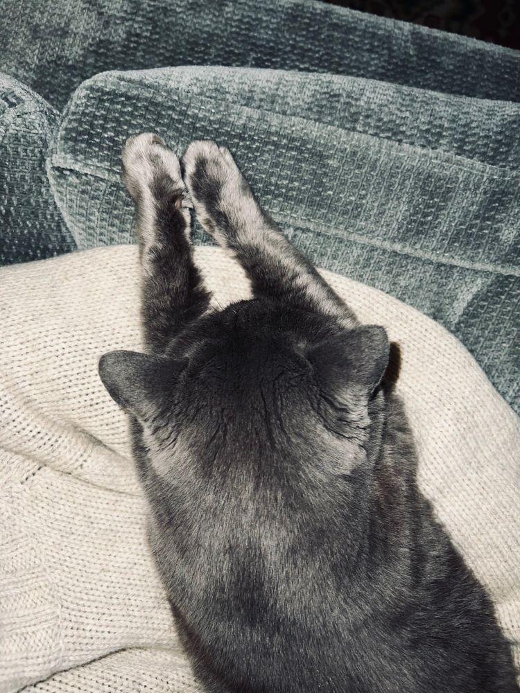 My cat, Tilly. Grey cat stretched out on grey sofa.