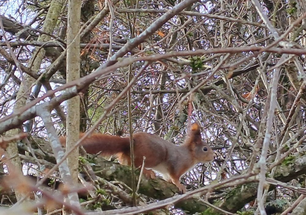 Side view of a squirrel sitting in a tree 