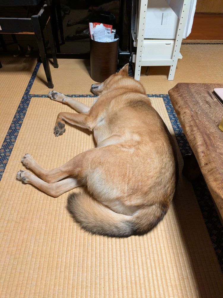 散歩もごはんも完了し、ヤムチャと同じ姿勢でくたばっている犬