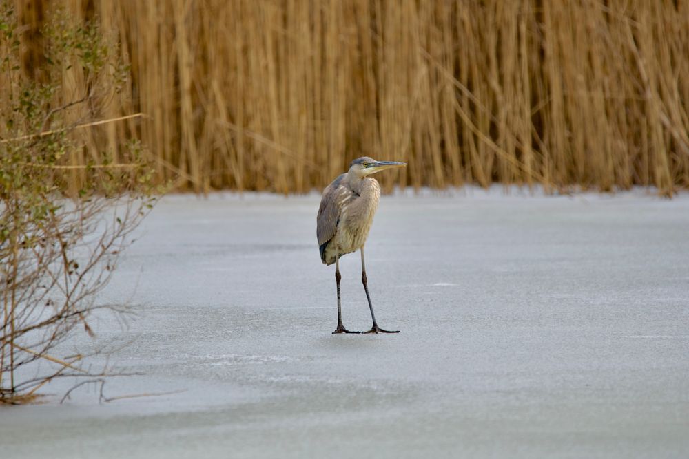 Great Blue Heron on ice