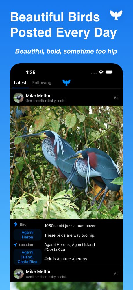 An app store screenshot with title "Beautiful Birds Posted Every Day" and subtitle "Beautiful, bold, sometime too hip". The iPhone screenshot below shows two Agami Heron birds next to eachother in greenery in an instagram-style social feed. It displays Birdsky logo branding,