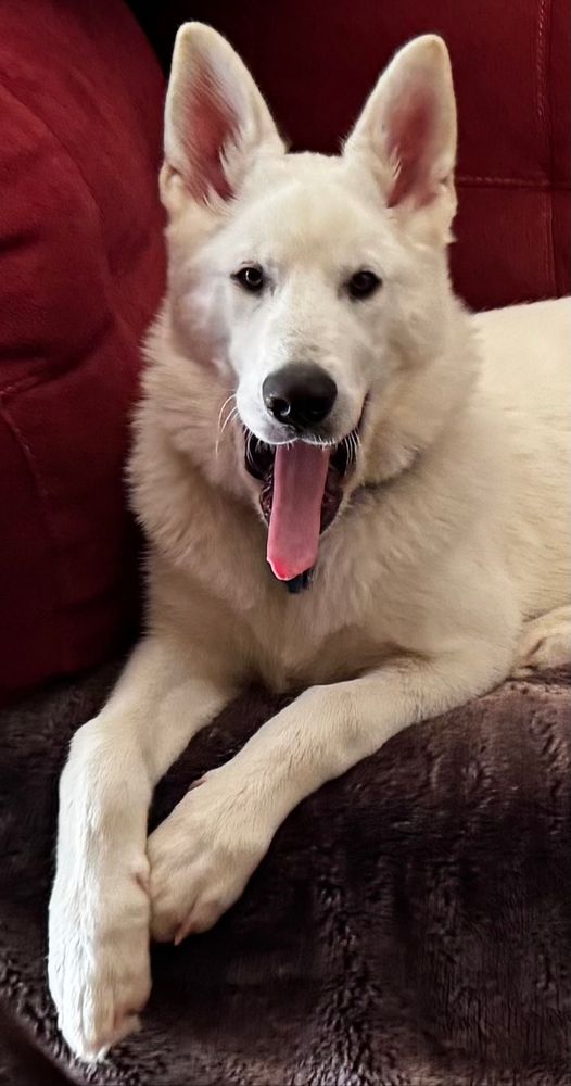 White dog yawning with tongue out
