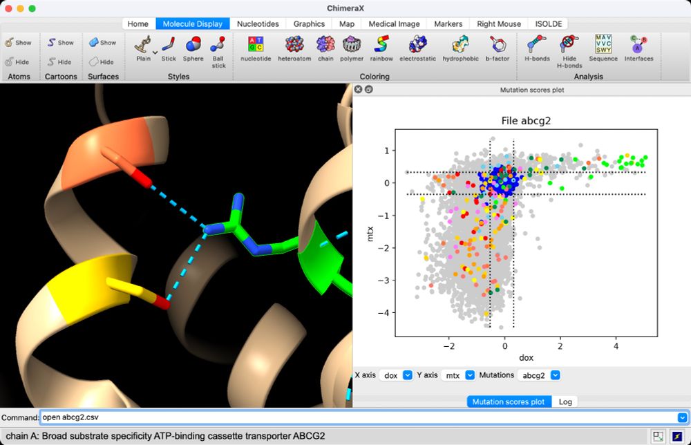 Critical residues of ABCg2  seen in deep mutational scans.
