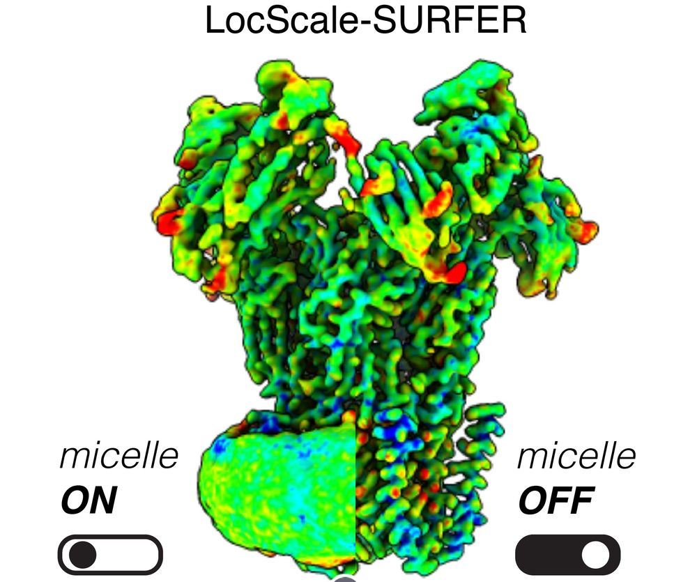 Membrane protein shown with part of micelle density removed to reveal transmembrane protein regions.