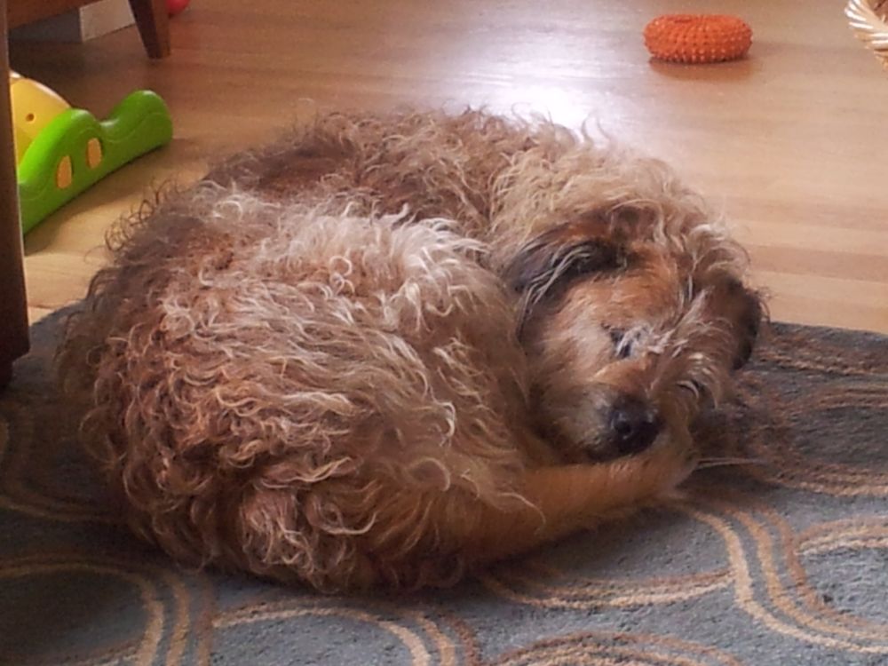A shaggy, curly-haired dog sleeping on a patterned carpet indoors.