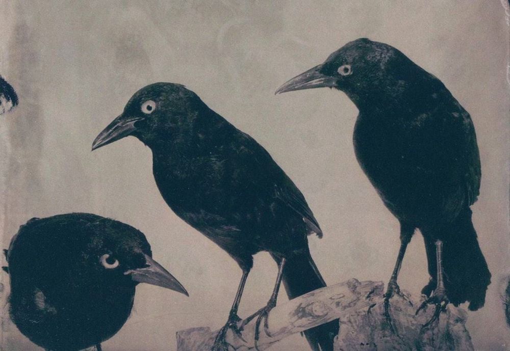 Three crows painting.