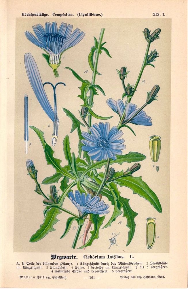 Botanical illustration as described.