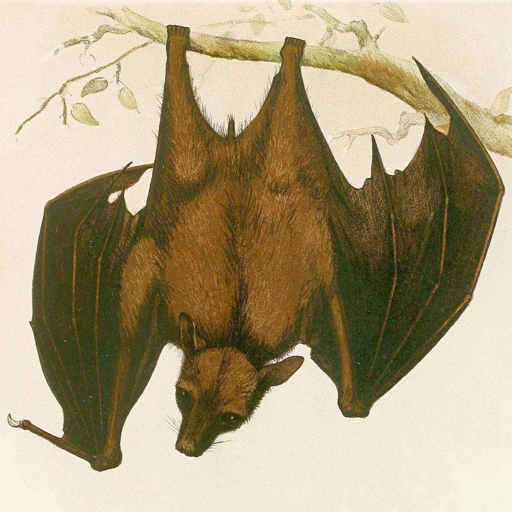 Bat hanging from branch, illustration 