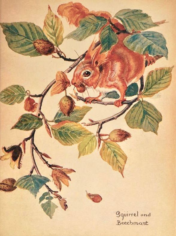 Squirrel and Beechmast, illustration.