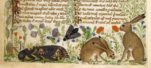 From a medieval manuscript,
The artwork depicts two hares, a beetle-like insect, and a moth in a field of flowers and other plants