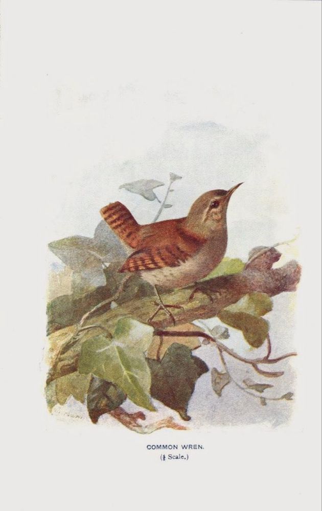 Wren on leafy, ivy leafed branch, illustration.