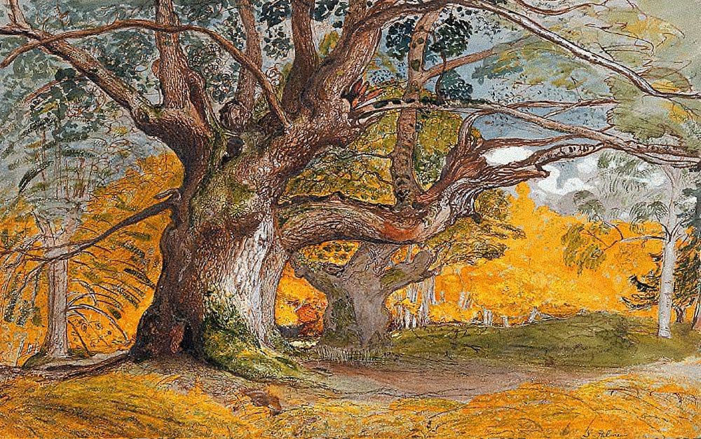 Painting of giant Oak trees at Lullingstone Park, autumnal colours. 