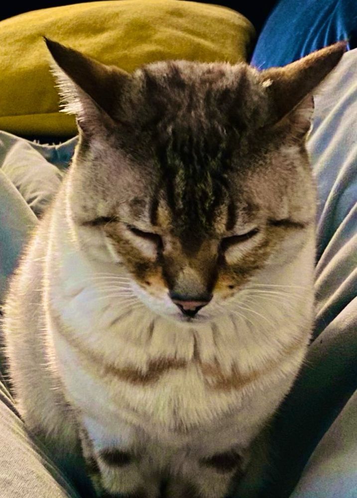 Photo of the Bear looking sleepy on the sofa.