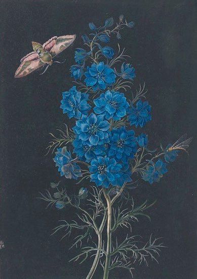 As described, deep blue delphinium against a dark background.