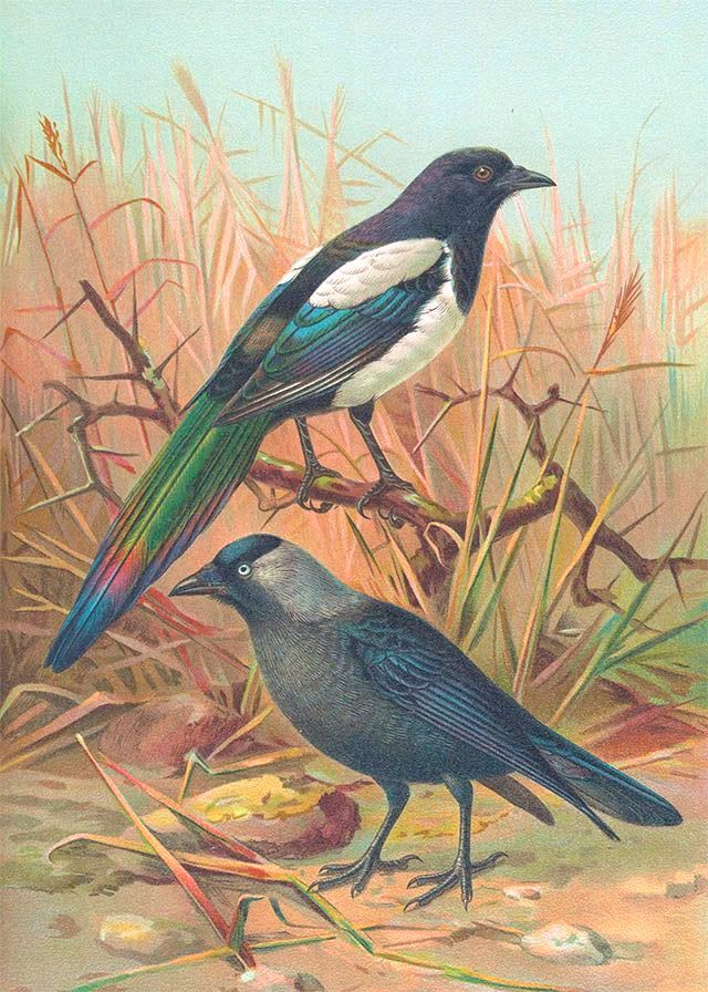 Illustration of magpie and jackdaw in field.