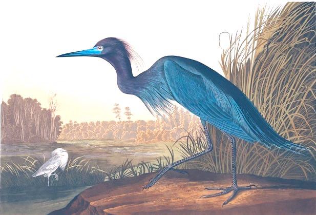 Illustration of a Great Blue Heron. The central focus is a large, slender blue heron with a long, pointed beak and prominent legs, depicted in profile as it stands on a rocky or muddy bank. In the background, there's a marshy landscape with tall reeds on the right and a body of water or distant land with trees under a soft, possibly sunset-tinged sky on the left. A smaller, light-colored bird is visible in the lower-left corner, near the water's edge