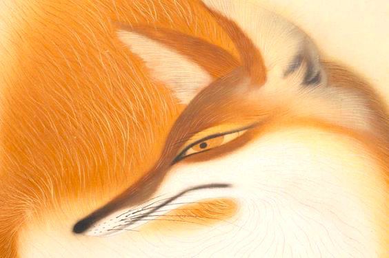 Head of fox in detail.