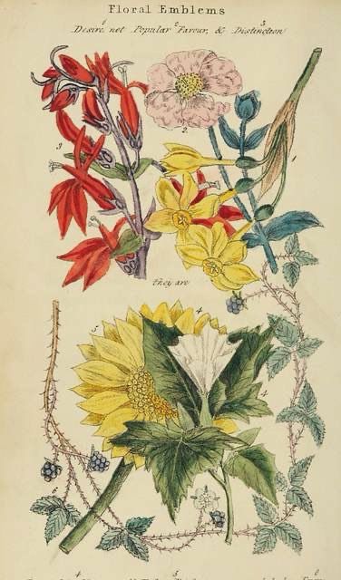 Sunflower, daffodils, bramble, berries and other flowers, illustration.