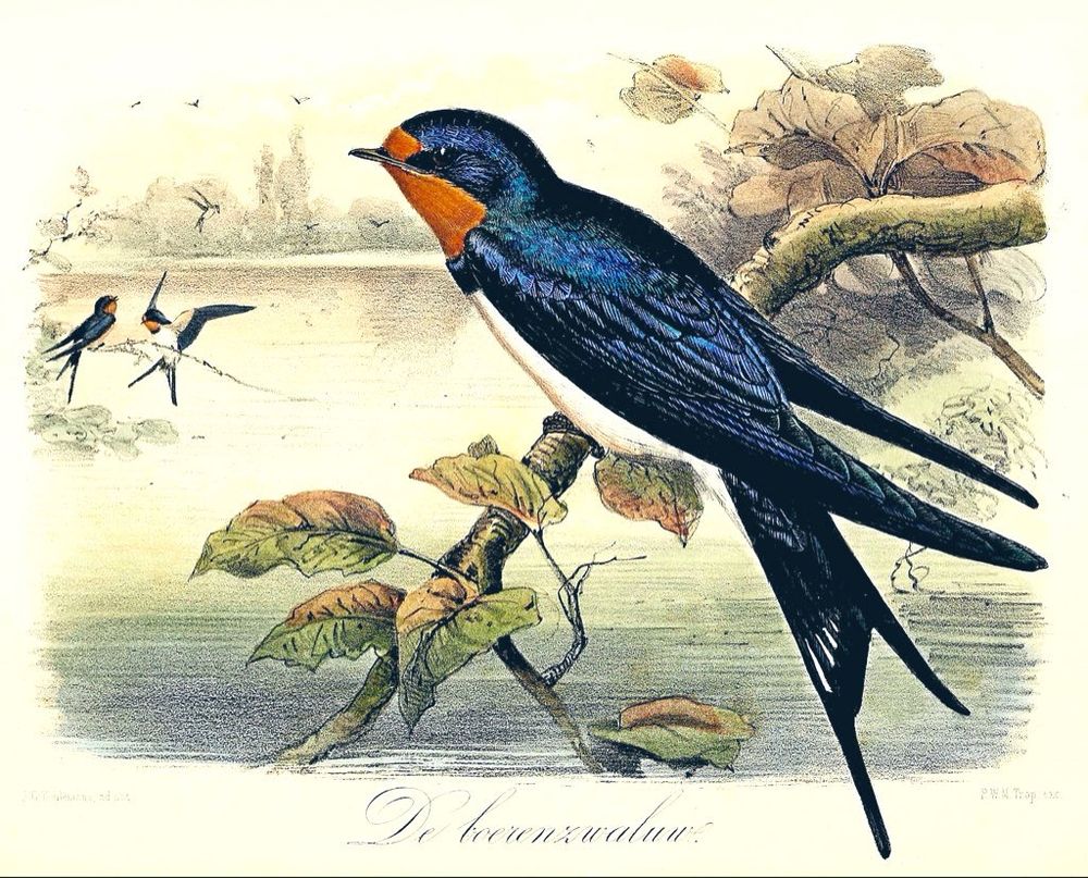 Swallow perched on branch over waters other swallows in background, illustration 