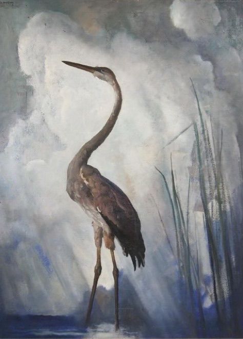 Heron in grey morning light, stood at water’s edge by reeds, painting. 