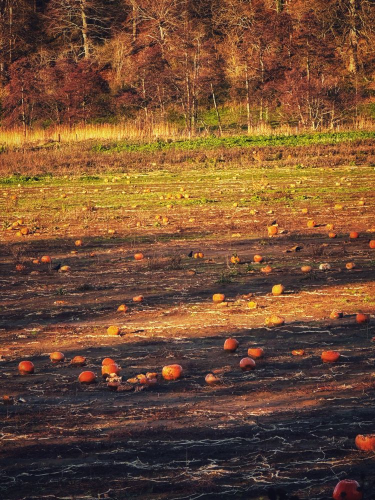 Photo of field with leftover pumpkins and crows.