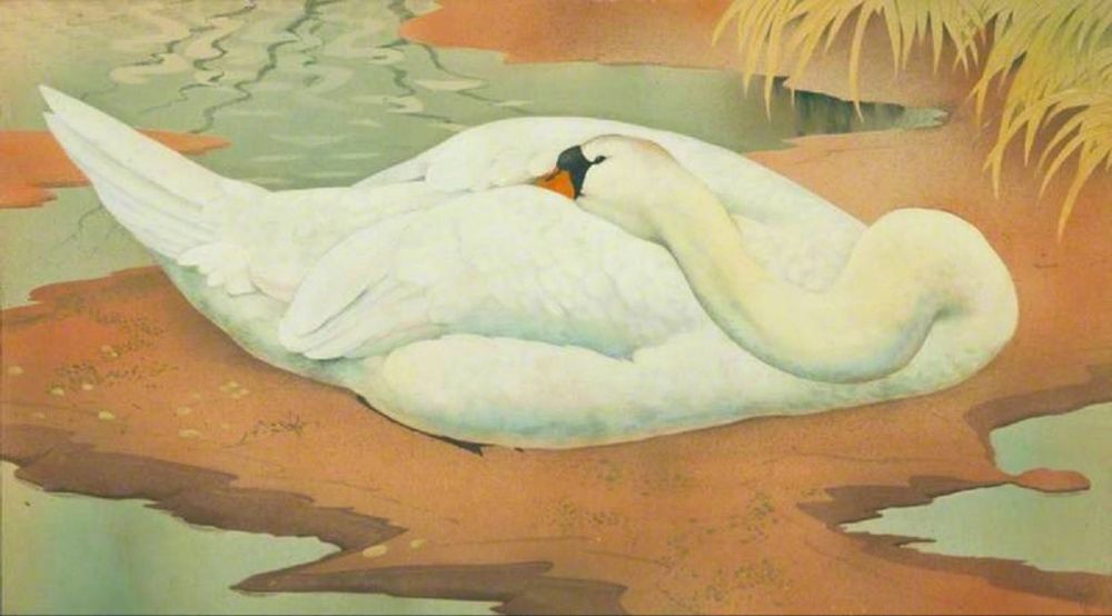 Sleeping swan, illustration.