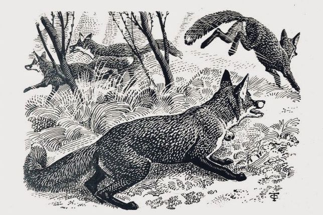Foxes playing, drawing.