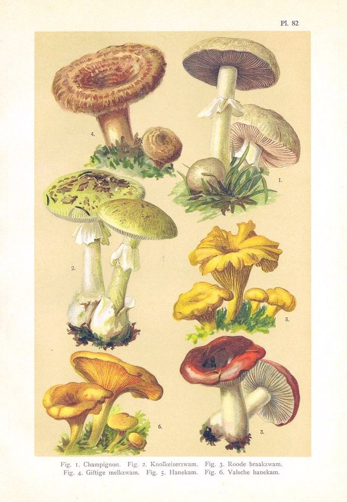 Vintage colour lithograph that illustrates six different types of mushrooms, both edible and poisonous. The illustrations are highly detailed, featuring various sizes, colors, and growth stages of the fungi.