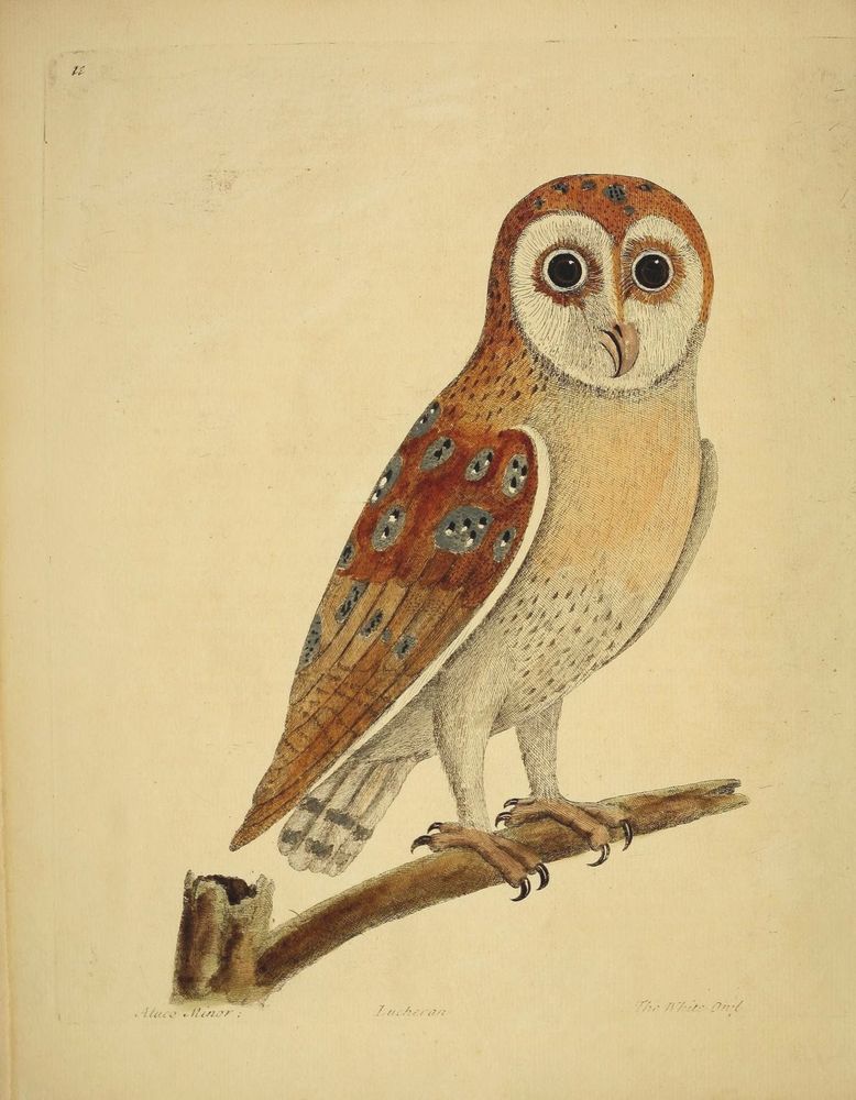 Barn owl perched on branch, illustration.