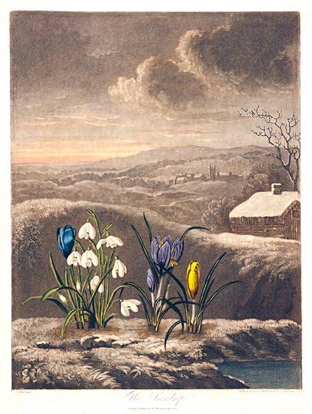 Snowdrops and crocuses , snow landscape and cottage in background, painting.