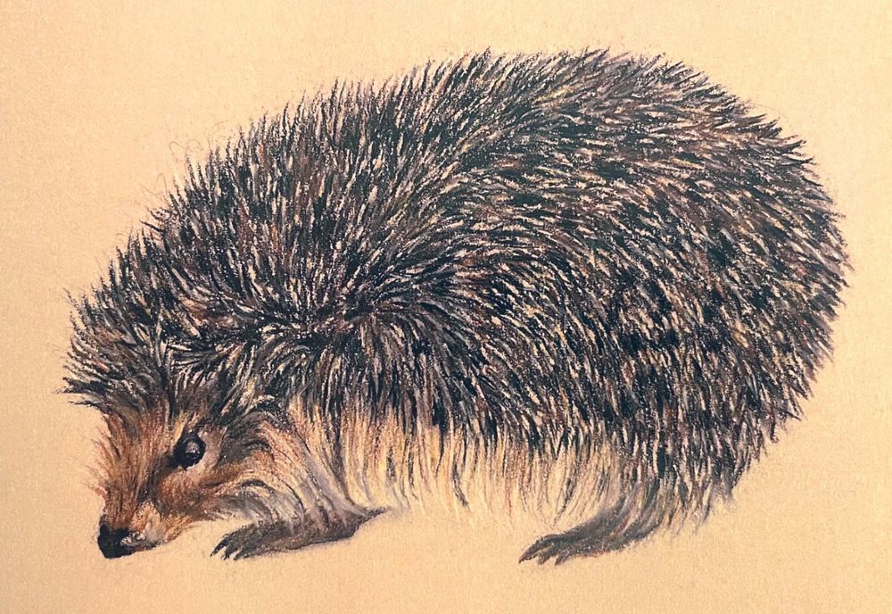 Hedgehog on creamy beige background, painting.