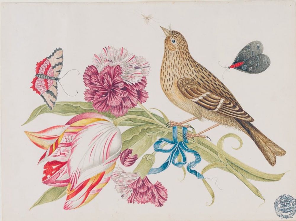 Brown bird perched on a bunch of tulips tied with a blue ribbon, butterfly and moth, illustration.