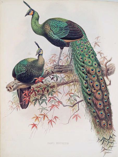 Illustration of peafowl and oeahen on branch.