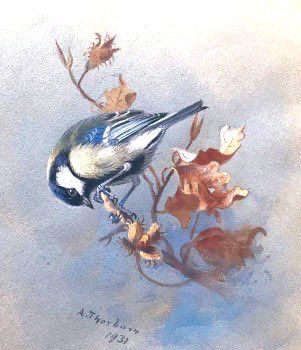 A watercolor painting of a blue tit perched on a branch with dried leaves or seed heads. The bird is shown with its head down, appearing to be feeding. The painting is signed "A. Thorburn" and dated "1931" in the bottom left corner.