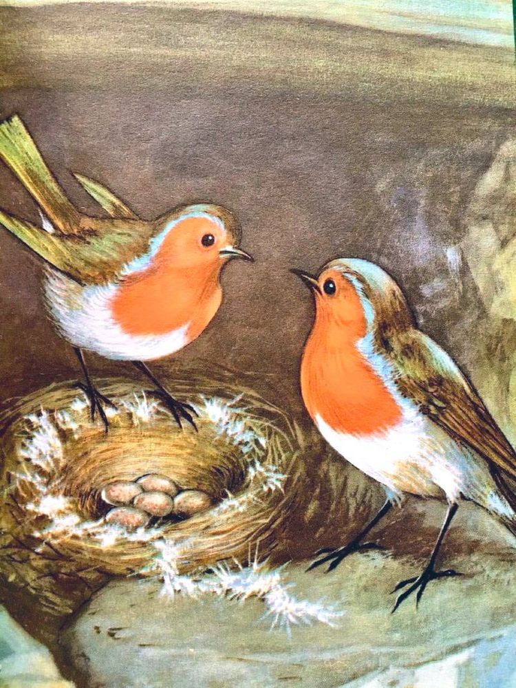 Two robins facing one another over their nest which has five eggs. Old ladybird book illustration.