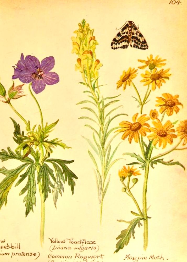 Meadow Crane's-bill (Geranium pratense).
Yellow Toadflax (Linaria vulgaris):
Also known as Common Toadflax or Butter-and-Eggs,
Magpie Moth.
Illustration.
