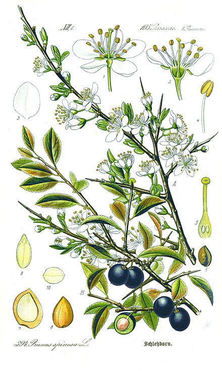 Illustration of blackthorn and its dark berries. 