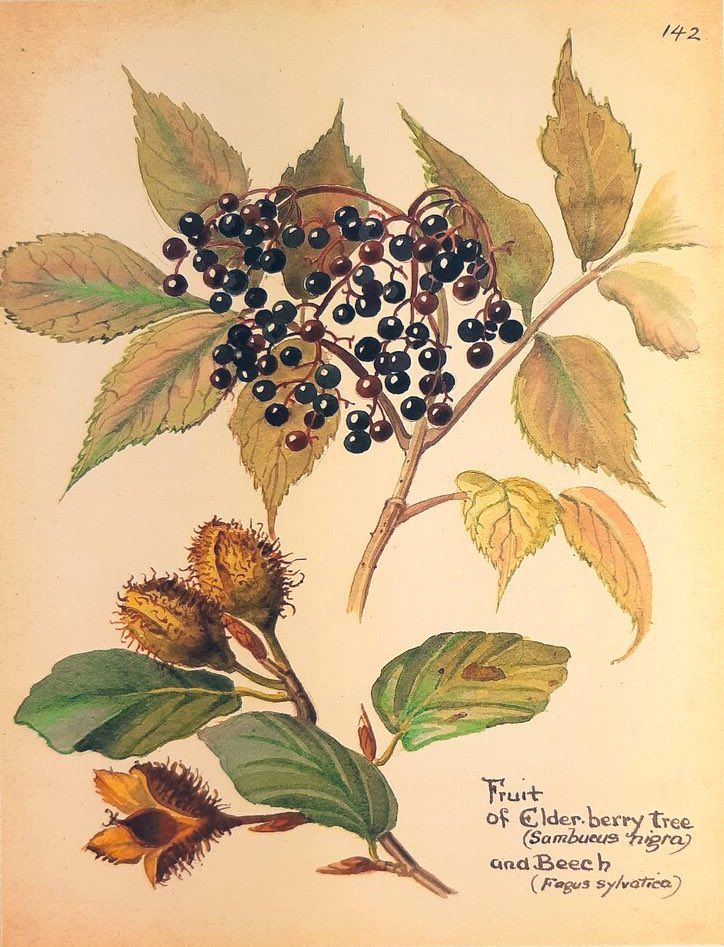 Illustration 
Fruit
elderberry Tree
Sambueus nigra
and Beech
(Fagus sylvatica)