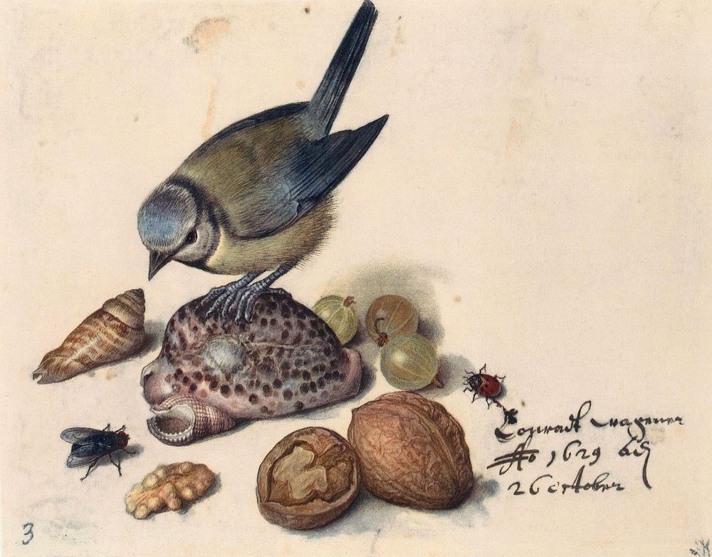 Blue tit perched on a cowrie shell, shells, walnuts in and out of shell, grapes, fly, beetles painting.