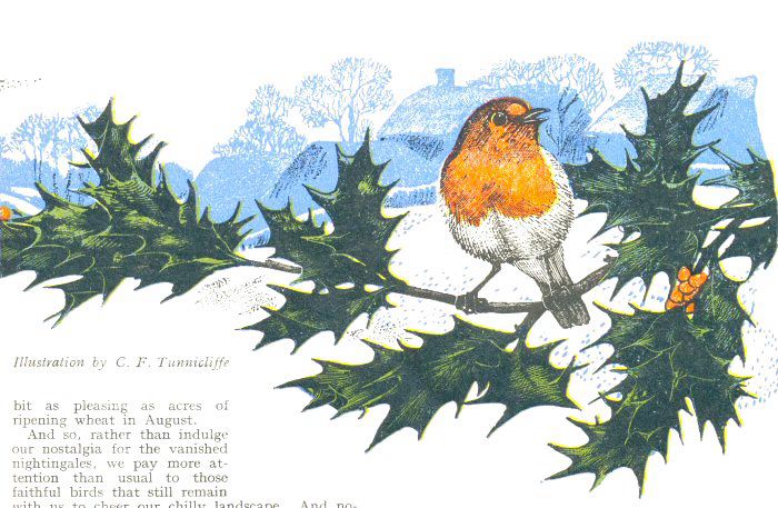Illustration by C. F. Tunmcliffe

‘pleasing was acres of
ripening wheat in August, And so, rather than indulge our nostalgia for the vanished nightingales, we pay more attention than usual to
Those faithful birds that still remain with us to cheer our chilly landscape.’ 
Illustration of robin perched on holly, faded blue of cottages and trees behind.