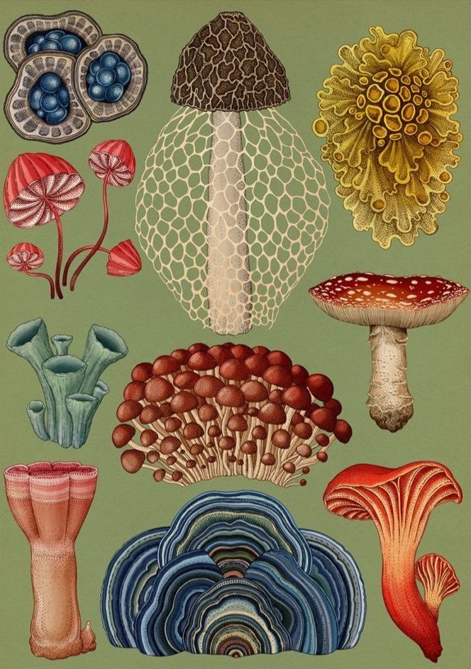 Botanical illustration of fungi and lichen against olive green background.